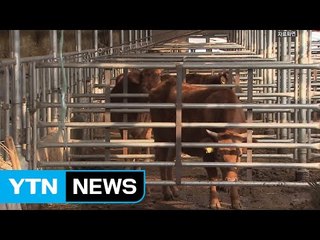 [YTN 실시간뉴스] 보은·정읍 구제역…축산농가 이동중지 / YTN (Yes! Top News)