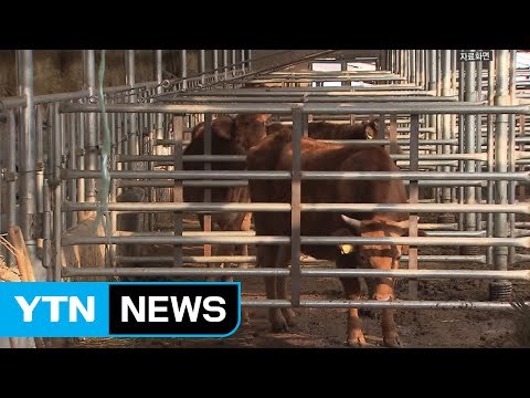 [YTN 실시간뉴스] 보은·정읍 구제역…축산농가 이동중지 / YTN (Yes! Top News)