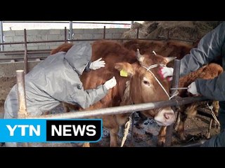 "정부, 항체 형성률 97%라는데..." 구제역 미스터리 / YTN (Yes! Top News)