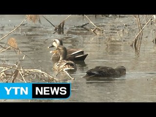 [속보] 한강 야생조류, 고병원성 AI 최종 확인 / YTN (Yes! Top News)