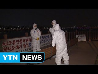 서울서도 고병원성 AI 검출...가금류 이동 제한 / YTN (Yes! Top News)