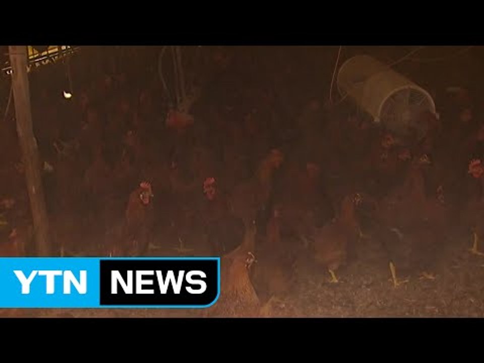 AI 피해는 농가가 보상은 기업이?...피해 보상 곳곳 허점 / YTN (Yes! T...