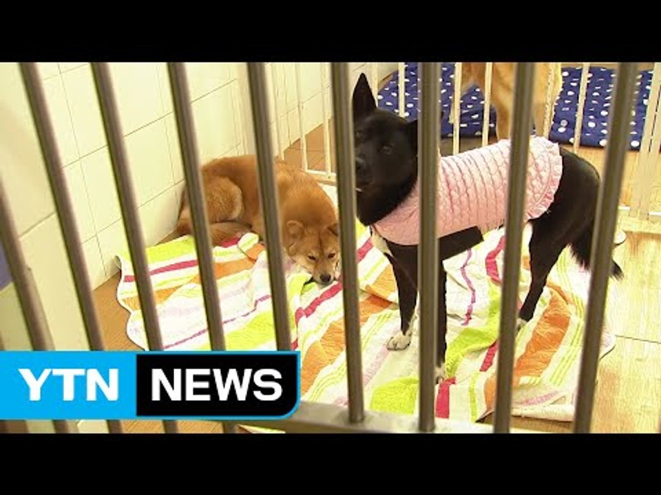 [현장24] 재미·돈 때문에 동물 학대...처벌은 제자리 / YTN (Yes! Top...