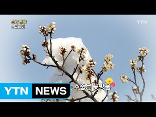 순간포착 in 코리아 / YTN (Yes! Top News)