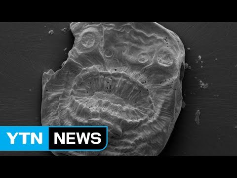 '가장 오래된 인간의 조상' 생물체 화석 발견 / YTN (Yes! Top News)