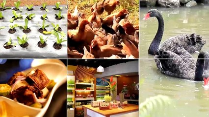 Alagang Magaling S8 EP8 - ALAGA NI DOC - ROMY CORPUZ