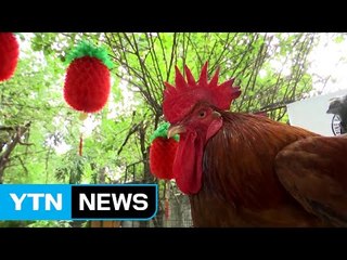 정유년 맞은 필리핀 동물원 '꼬끼오' 전시 / YTN (Yes! Top News)