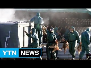 "사람 사이 AI 감염 우려"...WHO '최고 경계령' / YTN (Yes! Top News)