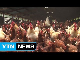 축산 대기업도 방역 책임...'방역세' 도입 검토 / YTN (Yes! Top News)