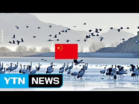 중국에서 AI 인체감염 급증... 여행객 조심 / YTN (Yes! Top News)