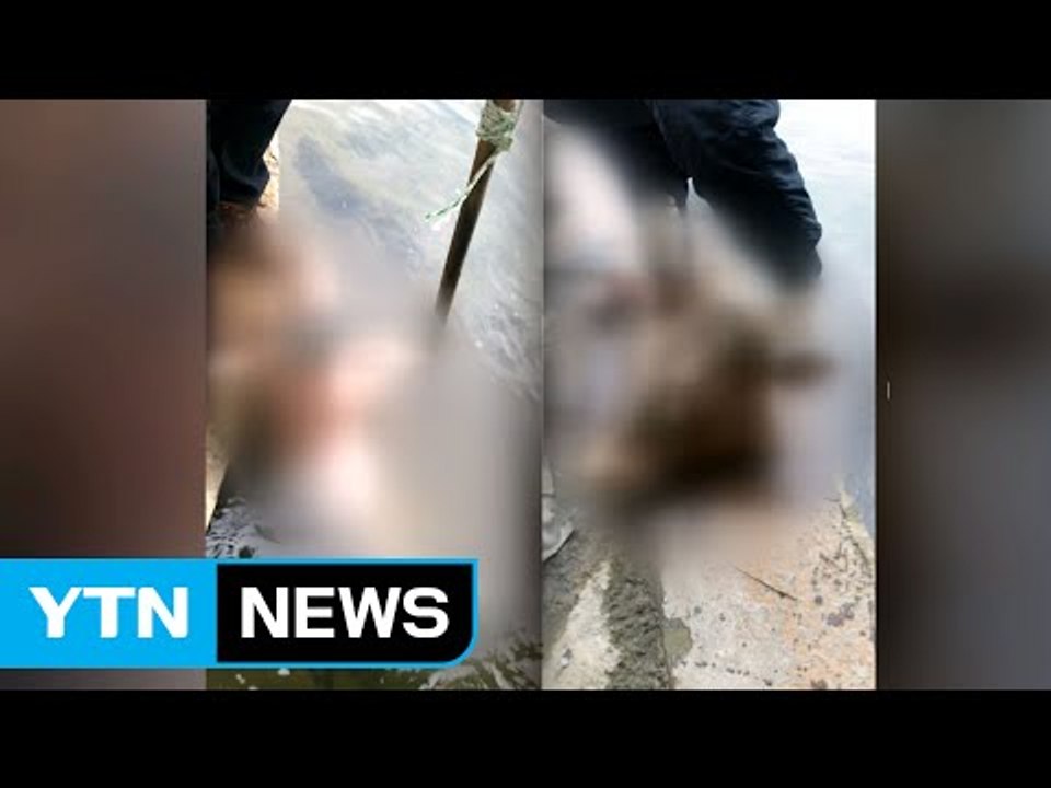 용왕에게 딸 행복 기원...한강에 소·돼지 사체 버려 / YTN (Yes! Top News)