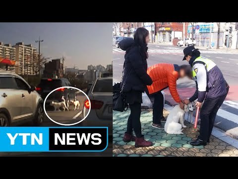 [좋은뉴스] 도로 위로 뛰어든 강아지 살린 시민들 / YTN (Yes! Top News)