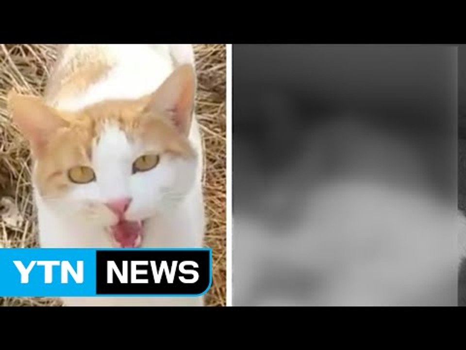 인기 많던 고양이 돌 맞아 숨진 듯...경찰 수사 / YTN (Yes! Top News)