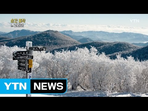순간 포착 in 코리아 - 태백 눈꽃 축제 / YTN (Yes! Top News)