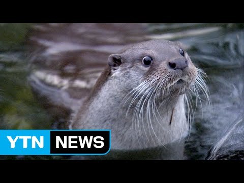 멸종위기종 수달 가족, 한강에서 첫 발견 / YTN (Yes! Top News)