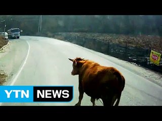 [영상] 도로로 뛰쳐나온 소...1시간 걸친 포획 소동 / YTN (Yes! Top News)
