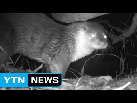 '수달 가족 100일만의 귀환'...태화강 생태계 회복 중 / YTN (Yes! Top News)