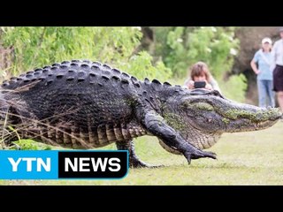 산책로에 4미터 악어 '고질라' 등장 / YTN (Yes! Top News)