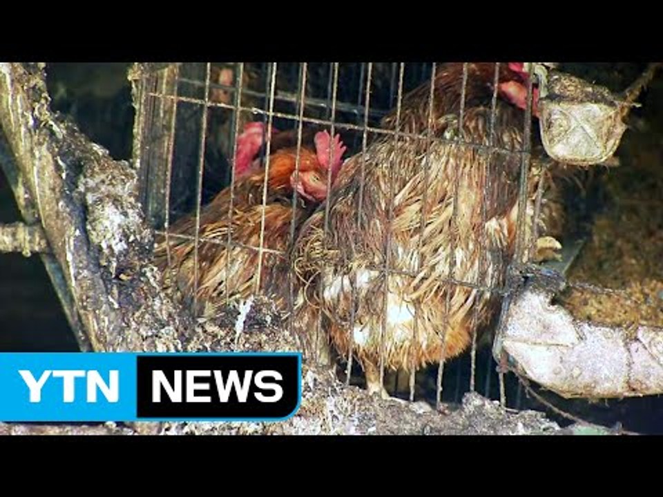 남은 음식물 닭·오리 주면 AI 발병 위험...지자체 실태조사 / YTN (Yes! Top News)