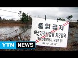 제주 야생조류,  또 고병원성 AI 감염 / YTN (Yes! Top News)