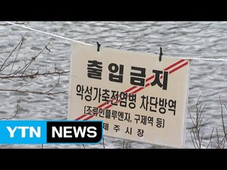 제주 야생조류 고병원성 AI 두 번째 확진 / YTN (Yes! Top News)