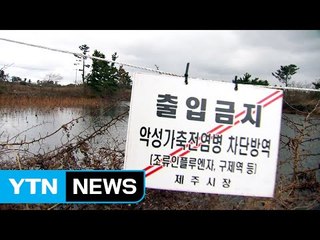 제주 야생조류,  또 고병원성 AI 감염 / YTN (Yes! Top News)