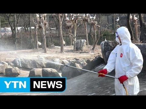 서울대공원 AI 추가 발병 없어... 안정세 / YTN (Yes! Top News)