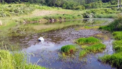 BABON IKAN TERKUTUK, GILA SEBESAR INI