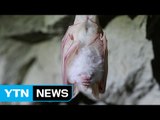 [영상] 오대산서 흰 박쥐 발견...정유년 길조? / YTN (Yes! Top News)