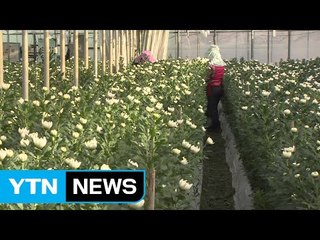 "안 그래도 힘들었는데"...설 곳 잃은 화훼농민 / YTN (Yes! Top News)