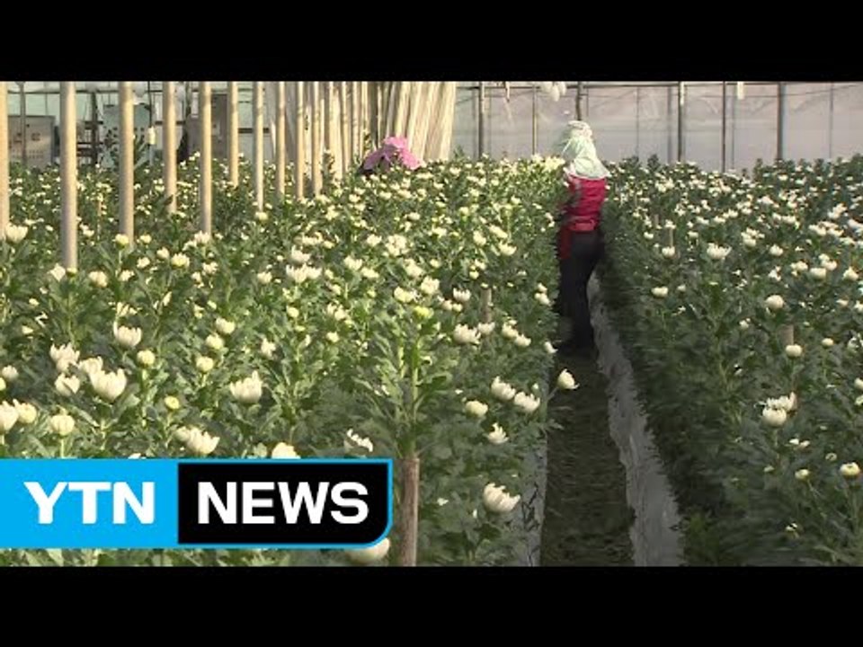 "안 그래도 힘들었는데"...설 곳 잃은 화훼농민 / YTN (Yes! Top News)