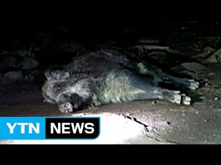 산 채로 누운 멧돼지 북한산 산책로서 발견 / YTN (Yes! Top News)
