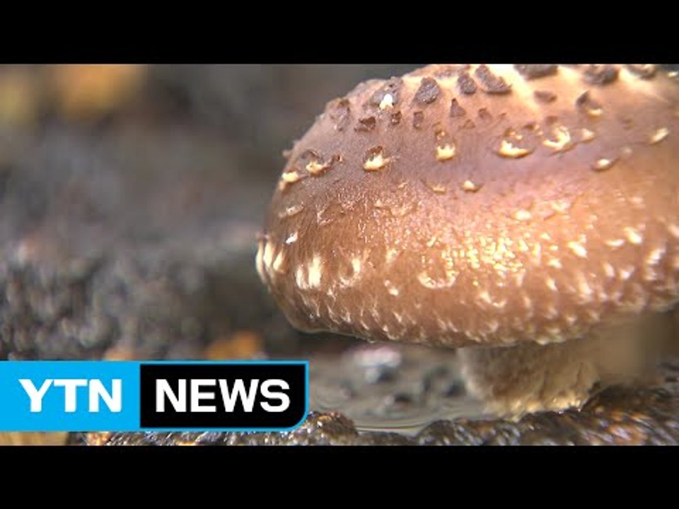 충북 특화버섯 신품종 개발 속도...첨단 버섯연구동 준공 / YTN (Yes! Top...
