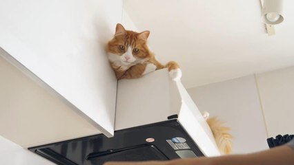 How I Trained My Cats