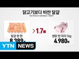 닭고기보다 비싸진 달걀...설이 최대 고비 / YTN (Yes! Top News)