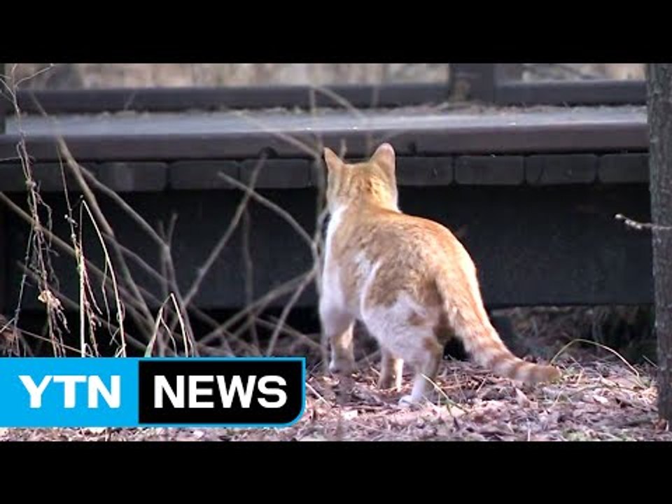 보건당국, AI 고양이 접촉자 12명 모니터링 / YTN (Yes! Top News)