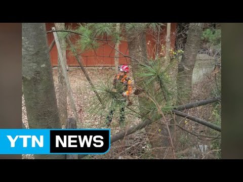 아파트 단지에 멧돼지 출몰...엽사가 사살 / YTN (Yes! Top News)