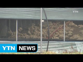 AI 집중 발생지 대상 '겨울철 휴지기제' 도입 검토 / YTN (Yes! Top News)