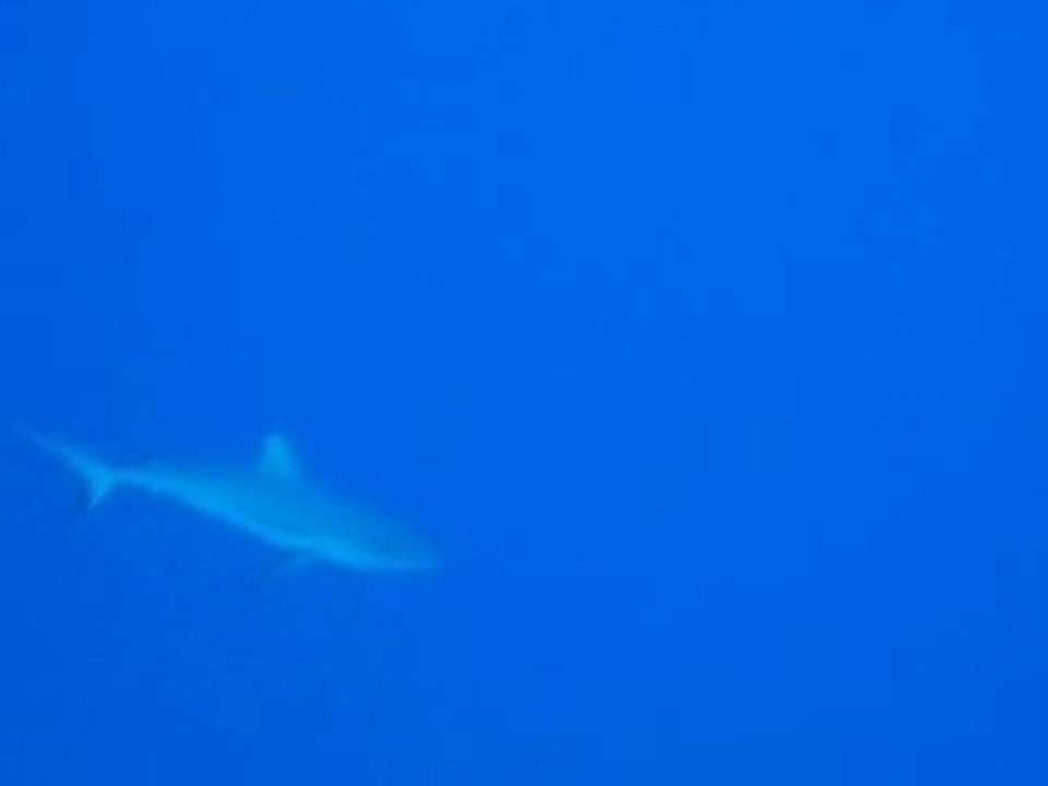 Tiputa 1