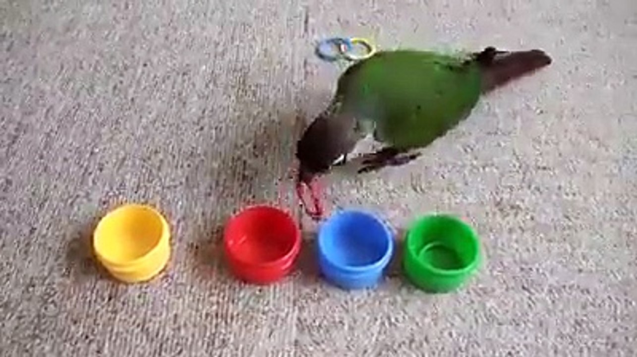 parrot unbelievable mind - awesome mind work - you don't believe on your eyes | Dimakdaar Tota