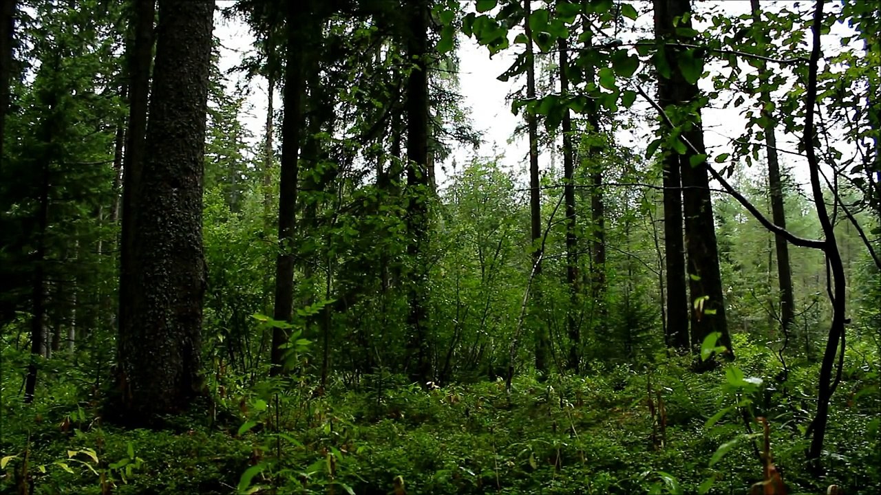 Relaxing HD Nature Scene : 20 minutes of Woodland Ambience with Rain & Storm Sounds