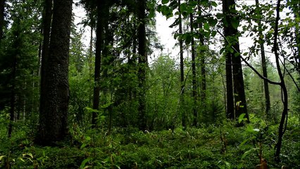 Relaxing HD Nature Scene : 20 minutes of Woodland Ambience with Rain & Storm Sounds