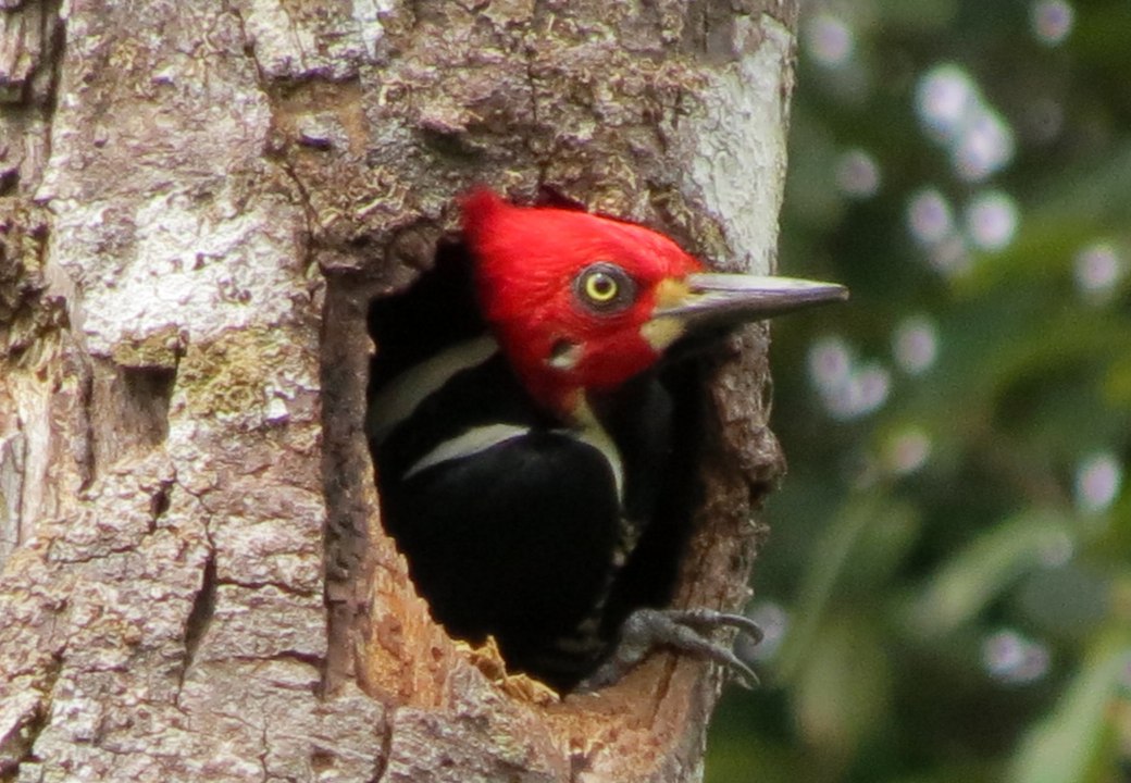 Los Pajaros Carpinteros