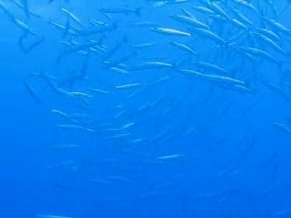 Tiputa 2