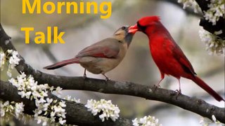 Веселое Пение Птиц в лесу / Joyful Birds Singing