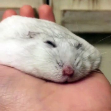 Ce rongeur a l'air d'adorer les caresse... Complètement aplati de bonheur