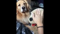 Quand ton chien est jaloux d'une peluche.... Rhhhhhrhrhrh