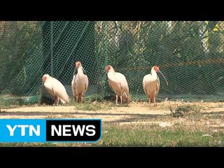 AI 막아라...'따오기 복원센터' 비상 / YTN (Yes! Top News)