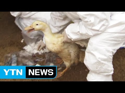 이동중지 명령에도...최대 오리 산지 나주에서도 AI / YTN (Yes! Top News)