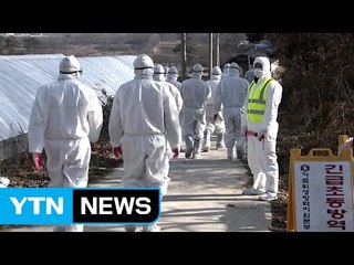 주말 48시간 동안 닭·오리 농가 '이동 중지' / YTN (Yes! Top News)